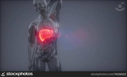 science anatomy scan of human liver glowing. Human Liver Radiology Exam