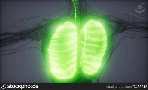 science anatomy scan of human lungs glowing. Human Lungs Radiology Exam