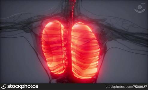 science anatomy scan of human lungs glowing. Human Lungs Radiology Exam