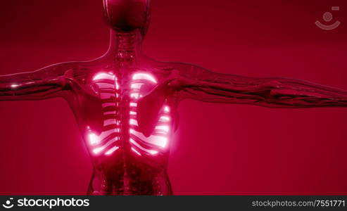 science anatomy scan of human lungs glowing. Human Lungs Radiology Exam