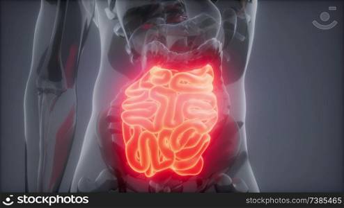 science anatomy scan of human small intestine glowing. Human Small Intestine Radiology Exam