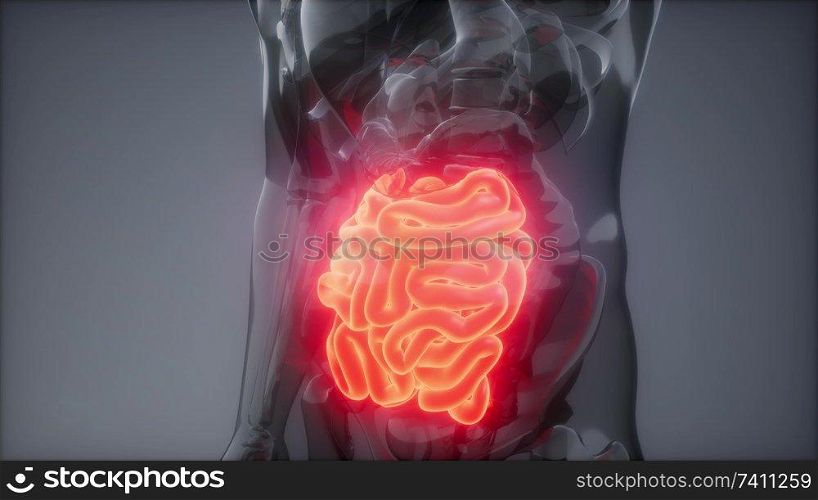 science anatomy scan of human small intestine glowing. Human Small Intestine Radiology Exam