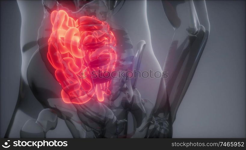 science anatomy scan of human small intestine glowing. Human Small Intestine Radiology Exam