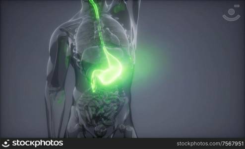 science anatomy scan of human stomach glowing. Human Stomach Radiology Exam