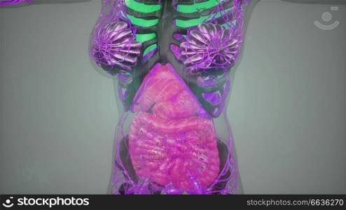 science anatomy tomography scan of human body. Anatomy Tomography Scan of Human Body