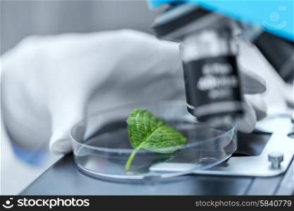 science, chemistry, biology and people concept - close up of scientist hand with microscope and green leaf making research in clinical laboratory