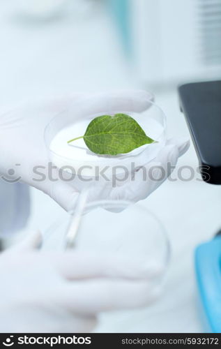 science, chemistry, biology and people concept - close up of scientist hand with microscope and green leaf making research in clinical laboratory