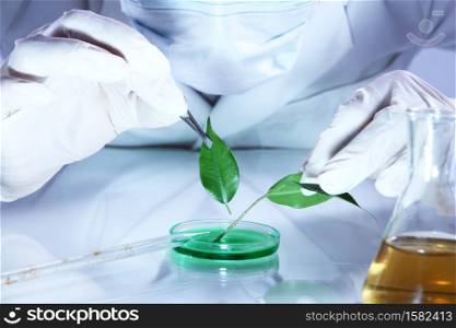 Science experiment with plant leaves in laboratory. Science experiment with plant