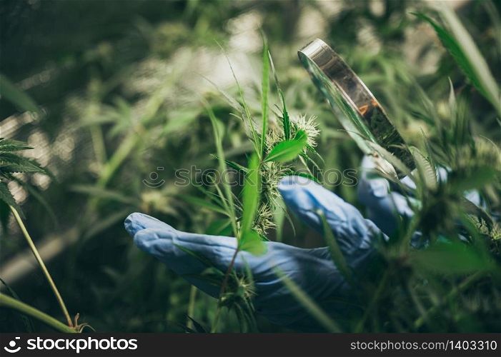 scientist checking hemp plants in a weed greenhouse. Concept of herbal alternative medicine, cbd oil, pharmaceptical industry