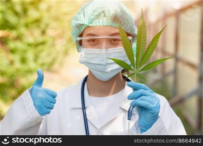 Scientist Doctor Thumbs up with confirm legal to use Sativa Cannabis indica plant leaf THC herbal in medical concept.
