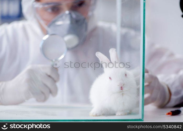 Scientist doing animal experiment in lab with rabbit