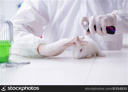 Scientist doing animal experiment in lab with rabbit. The scientist doing animal experiment in lab with rabbit