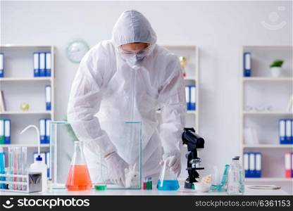 Scientist doing animal experiment in lab with rabbit. The scientist doing animal experiment in lab with rabbit