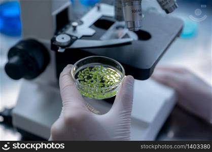 Scientist doing research on plants in laboratory with microscope