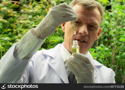 Scientist inspecting CBD oil from a glass bottle while holding a dropper lid full of CBD oil with gratifying cannabis plants growing within an indoor farm in the background.. Gratifying CBD oil in glass container being inspected by scientist for research.