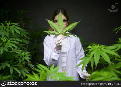 Scientist is checking and analyzing a cannabis leaves for experiment , hemp plant for herbal pharmaceutical cbd oil in a laboratory