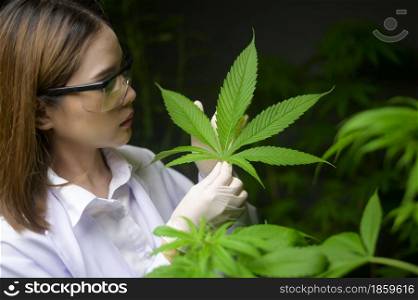 Scientist is checking and analyzing a cannabis leaves for experiment , hemp plant for herbal pharmaceutical cbd oil in a laboratory
