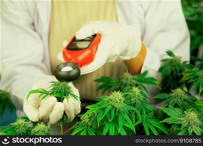 Scientist is measuring light by light meter on gratifying cannabis plants and buds in a medicinal indoor cannabis farm using a thermometer and hygrometer. Concept of cannabis farm in grow facility. Scientist measure light by light meter on gratifying cannabis plant and bud.