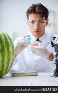 Scientist testing watermelon in lab