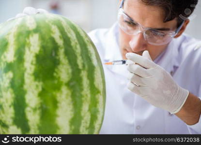 Scientist testing watermelon in lab