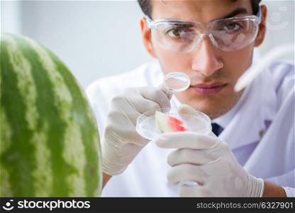 Scientist testing watermelon in lab . The scientist testing watermelon in lab