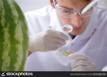 Scientist testing watermelon in lab . The scientist testing watermelon in lab
