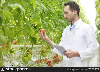 Scientist with digital tablet examining tomatoes at greenhouse