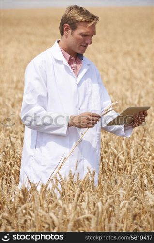 Scientist With Digital Tablet Examining Wheat Crop In Field