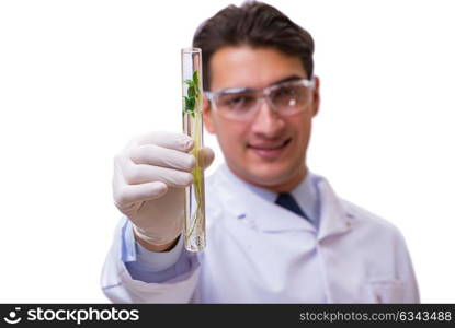 Scientist with green seedling in glass isolated on white