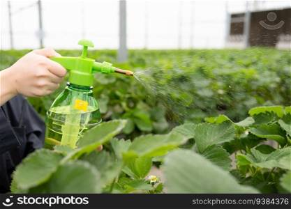 Scientists are injecting nutrient water onto strawberry leaves. In the closed strawberry garden
