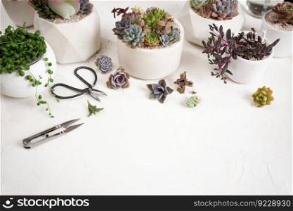 Scissors, secateurs and Echeveria Succulent house plant cuttings on a table.. Scissors, secateurs and Echeveria Succulent house plant cuttings on a table