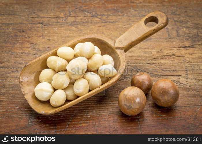 scoop of macadamia nuts in shells on rustic grunge wood