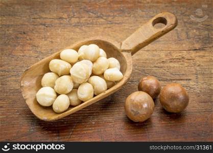 scoop of macadamia nuts in shells on rustic grunge wood