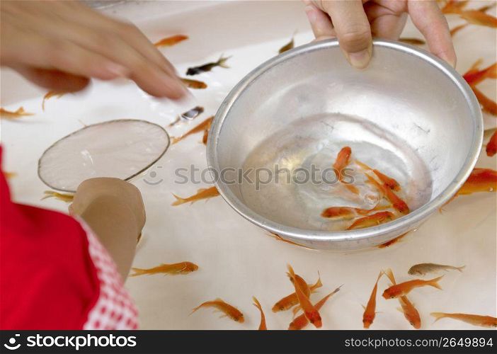 Scooping goldfish