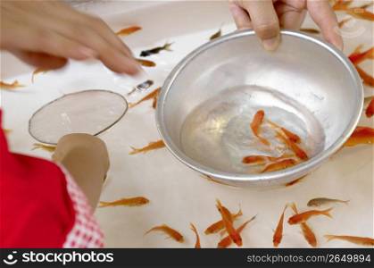 Scooping goldfish