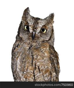 Scops owl isolated on white background. Funny scops owl close up. Scops owl full length