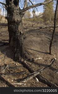 Scorched Mountain Tree