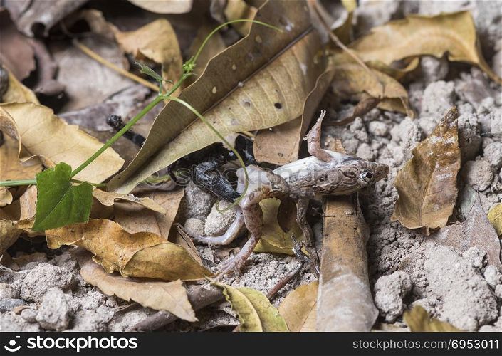 Scorpion eating frog