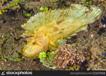 Scorpionfish, Paper Scorpionfish, Taenianotus triacanthus, Lembeh, North Sulawesi, Indonesia, Asia
