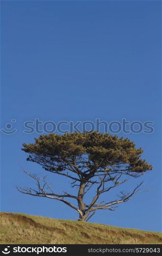 Scots pine against blue sky, space at top of portrait frame. United Kingdom.