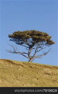 Scots pine against blue sky, United Kingdom.