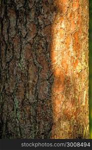 Scots pine, bark of the tree