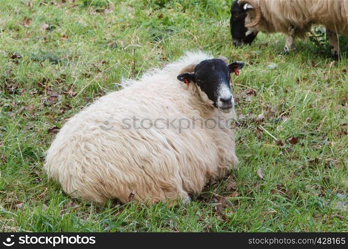 Scottish blackface sheep lying in a field