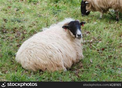 Scottish blackface sheep lying in a field