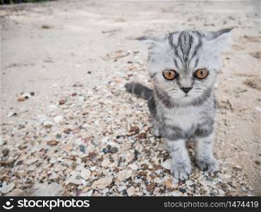 Scottish fold cat at the beach in summer concept.