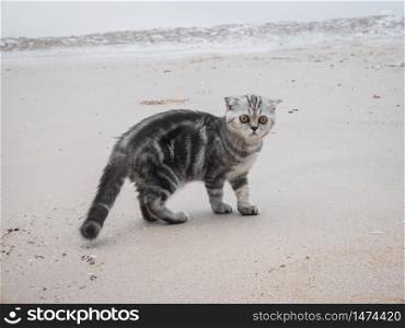 Scottish fold cat at the beach in summer concept.