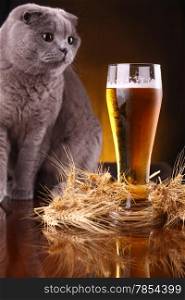 Scottish fold cat checking out a glass of light beer
