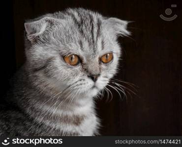 Scottish fold cat fur gray striped black so cute.