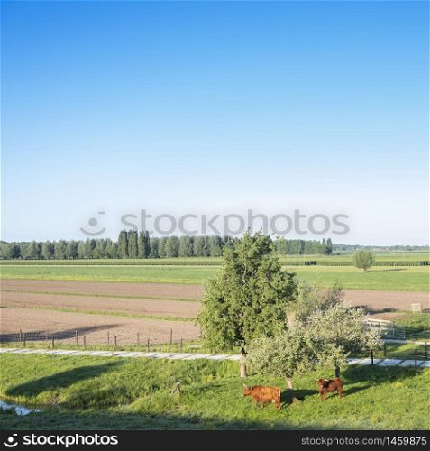 scottish highlander cows in dutch polder near lexmond in the netherlands on sunny spring day