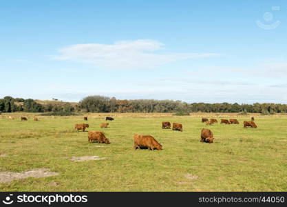 Scottish highlanders.